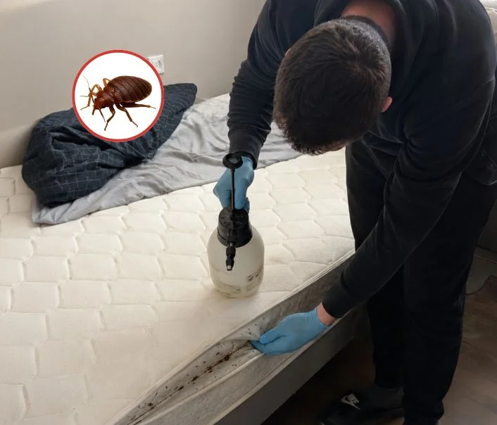Technicien traitant un matelas contre les punaises de lit à Saint-Mandé